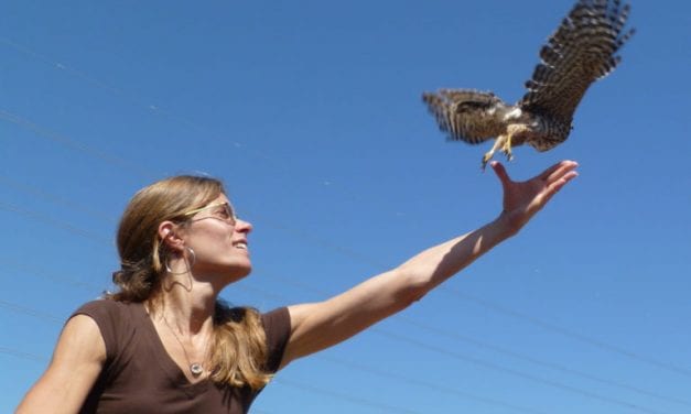 Bird biologist follows Hermit thrushes to Southeast