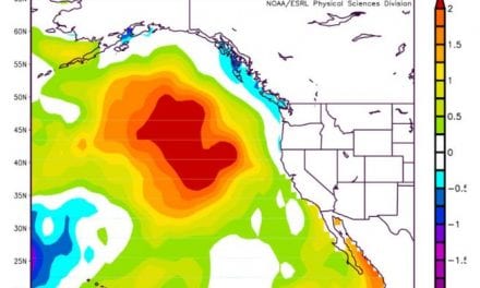 Changing ocean conditions may be killing young king salmon