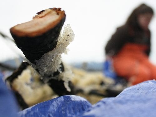 SEARHC awards $50,000 ‘Healthy is Here’ grant to Sitka Tribe