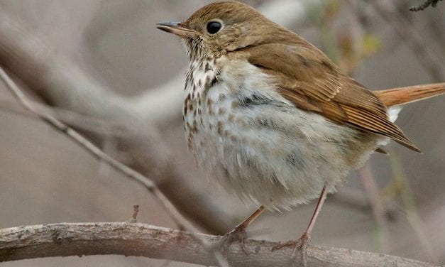 In concert hall or on hike, hermit thrush sings for Sitkans