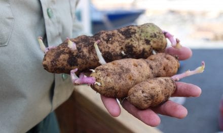 Sitka Tribe, Forest Service team up to test historic tubers