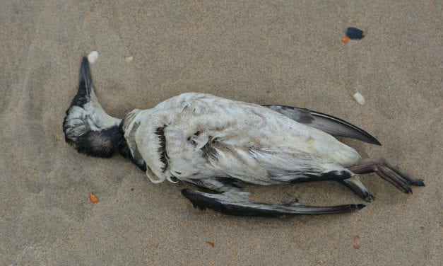 Field guide to dead birds