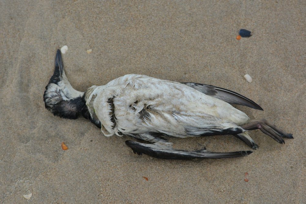 Field guide to dead birds - KCAW