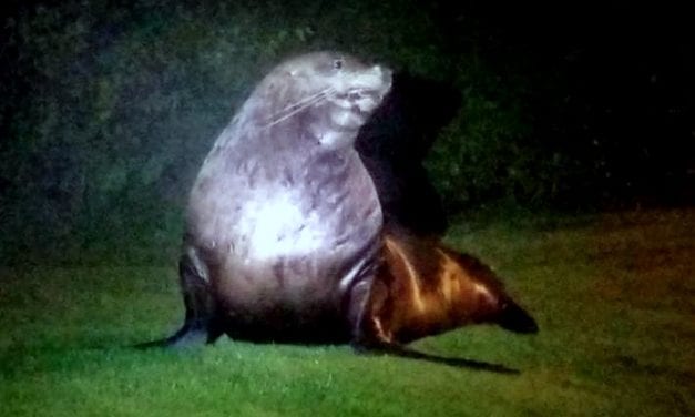 ‘Confused’ sea lion wanders Sitka street, waiting to go home
