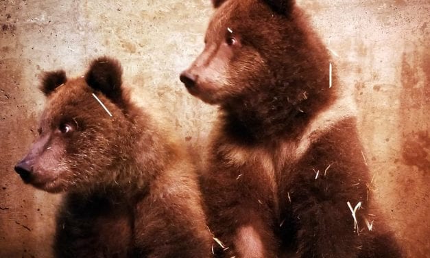 Video: Stealth recovery effort sees orphaned cubs delivered to Sitka