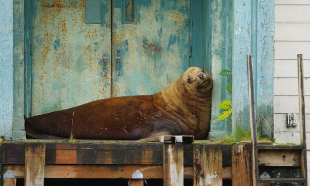 After four day shore leave, confused sea lion returned to sea