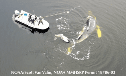 Thanksgiving whale rescue required specialized tools, ‘love pats’