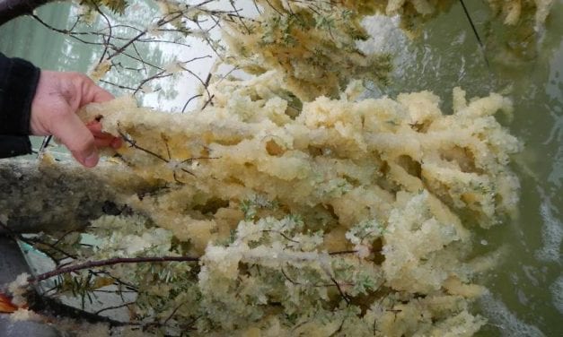 Sitka Tribe of Alaska spells out frustration with state