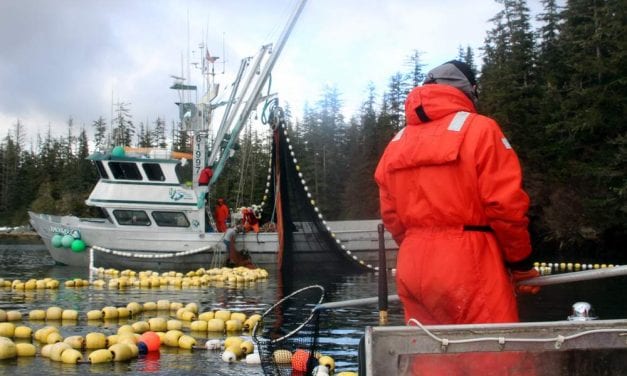 State to allow higher herring harvest next year, STA promises ‘drastic action’