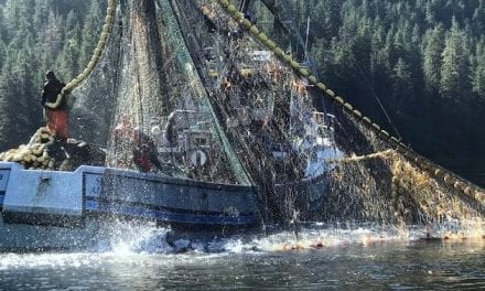 While it’s no record, Southeast’s hatchery chum rebound in 2021 is a telltale for better seasons ahead