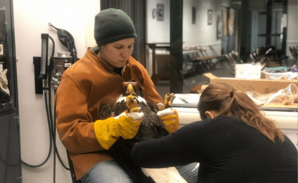 ‘Zappa’ the eagle, zapped by power line, rescued