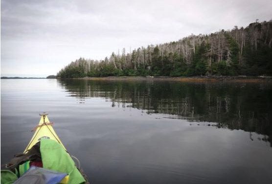 ‘Canary Tree’ explores the human relationship to a dying forest