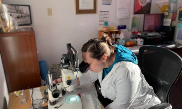 Microplastics found in local mollusks