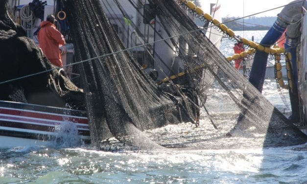 The state has set a record harvest for Sitka herring this spring. But a weak market will keep many of those fish in the water