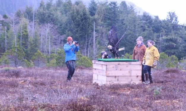 Eagles fly free as Alaska Raptor Center rings in spring