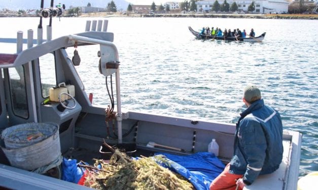 CorvidEYE: A celebration of herring