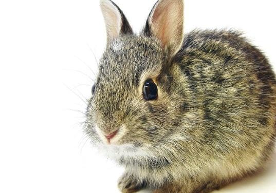 Easter bunnies arrive early at Rainy Day Bazaar