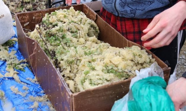 The CorvidEYE: A truckload of herring eggs for Tlingit elders