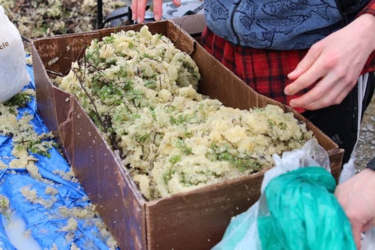 The Sitka Tribe of Alaska harvested about 700 pounds of herring early Friday, which will be distributed to Tlingit elders throughout Sitka. (KCAW photo/Enrique Pérez de la Rosa)