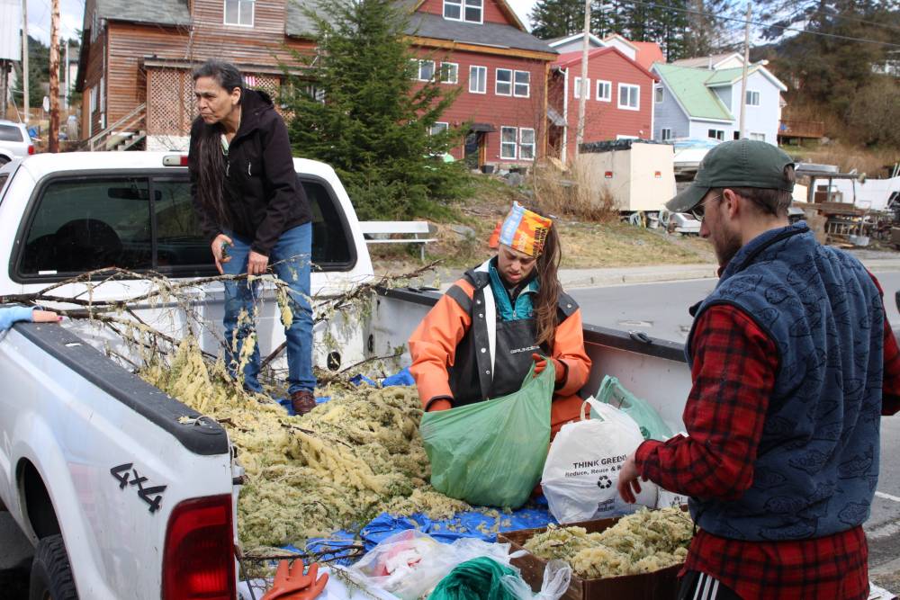 The CorvidEYE A truckload of herring eggs for Tlingit elders KCAW