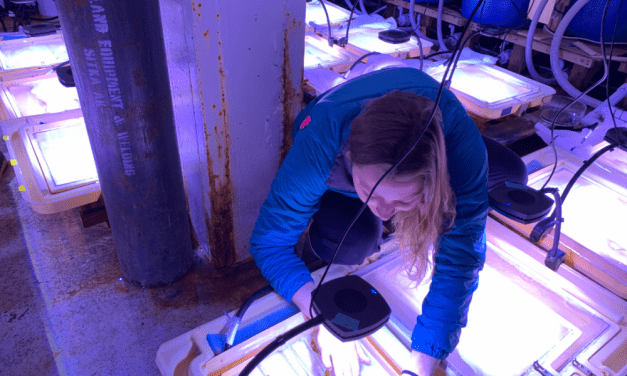 In kelp forests, scientists seek climate change refuge for herring roe