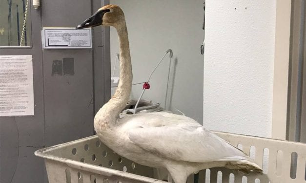 Swan goes for a hike, ends up in the ICU