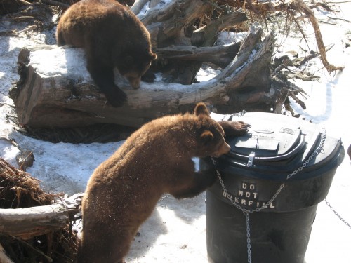 Fish and game biologists emphasize being ‘bear aware’ this summer