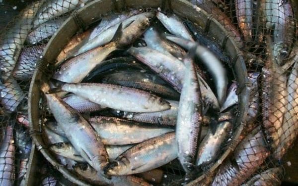 Sitka AC lends support to 4 southeast herring proposals