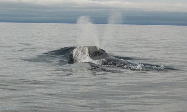 Rare species of North Pacific right whale carries a tune across the Bering Sea