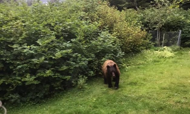 Sitkan shoots, kills bear in backyard