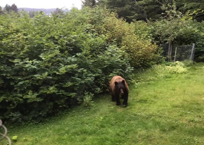 Sitkan Shoots Kills Bear In Backyard Kcaw