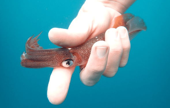 Researchers give talk on market squid migration,  population boom