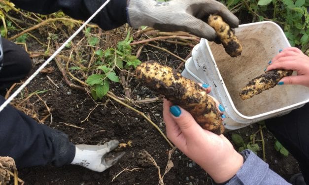 Tlingit potatoes continue to thrive thanks to Sitka Tribe, Forest Service