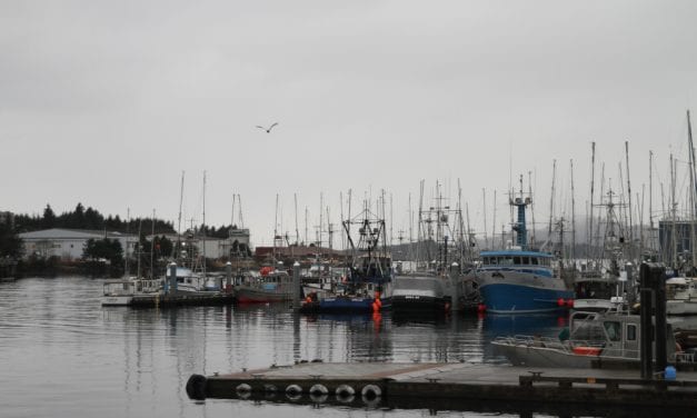 Winter king salmon landings up from last year but still below average