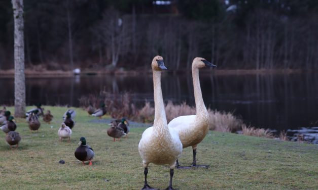 Avian census is strictly for the birds