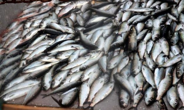 As predators gather, aerial survey spots first herring schools in Sitka Sound