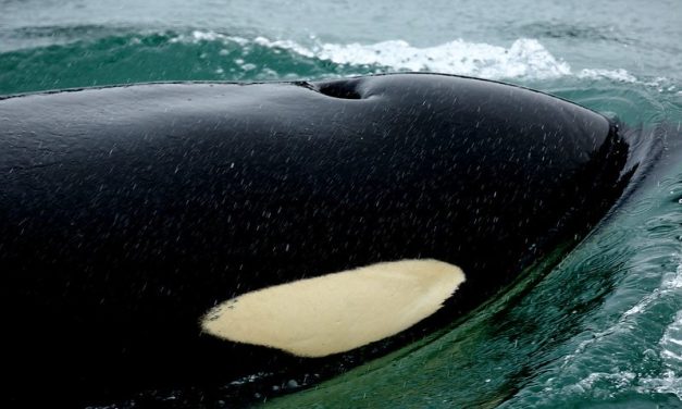 Suit targets Alaska salmon management to protect southern killer whales