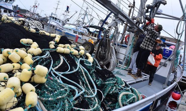 Study finds Tongass, Chugach ‘forest fish’ contribute one-quarter of Alaska salmon harvest