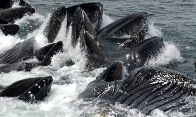 Sitka objects to ‘critical habitat’ designation for humpback whales