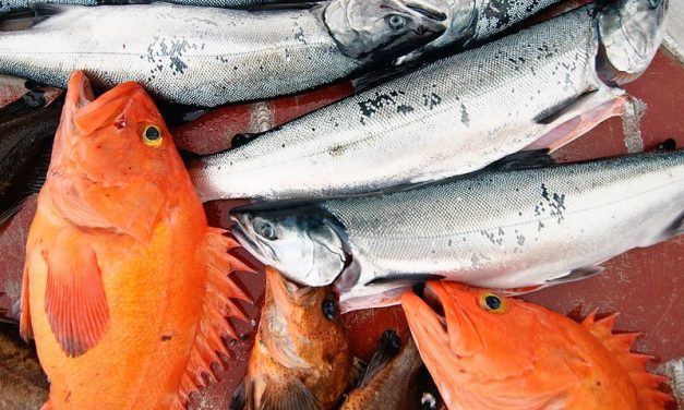 Say goodbye to yelloweye: SE waters closed to harvest of ‘nonpelagic’ rockfish