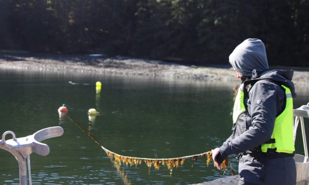 Could kelp help? Sitka researcher sees seaweed as solution to hatchery water quality