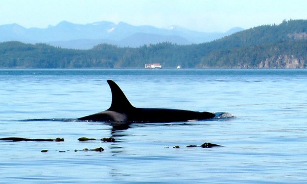 Killer whale advocates ask judge to halt Alaska’s king salmon season