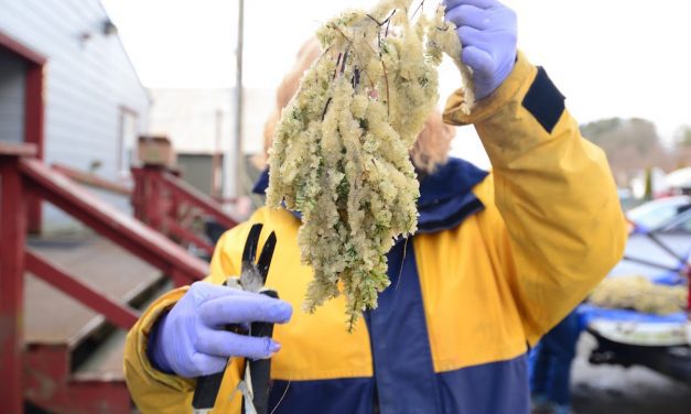 As state tracks herring population growth across the Gulf, concerns for Sitka’s stocks remain