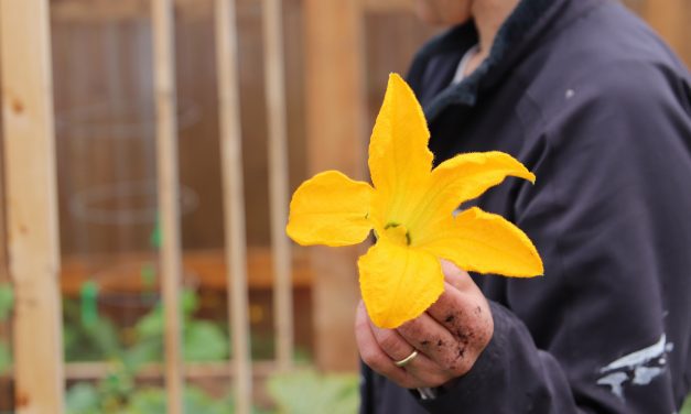 Food security concerns fuel Sitka’s adapted farmers market this summer