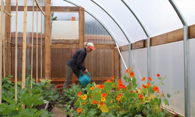 Pacific High’s annual plant sale will sprout on Thursday