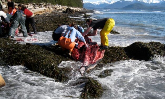 A pair of stranded killer whales (and a sick sea lion) has biologists looking for answers