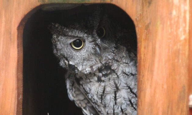 Alaska Raptor Center celebrates 40 years with virtual fundraiser