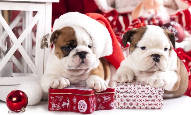 @RealSanta: Perfect Christmas expected at N. Pole, all that other stuff is ‘Fake News’