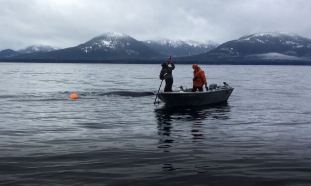 Thanksgiving rescue a blessing for entangled whale and Tenakee responders