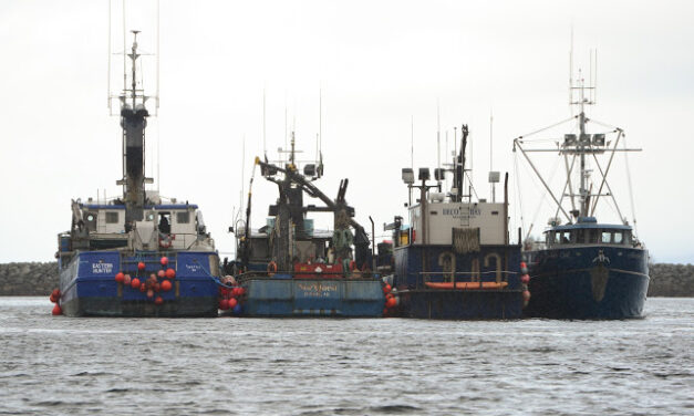 Herring fishery opens for first time in two years